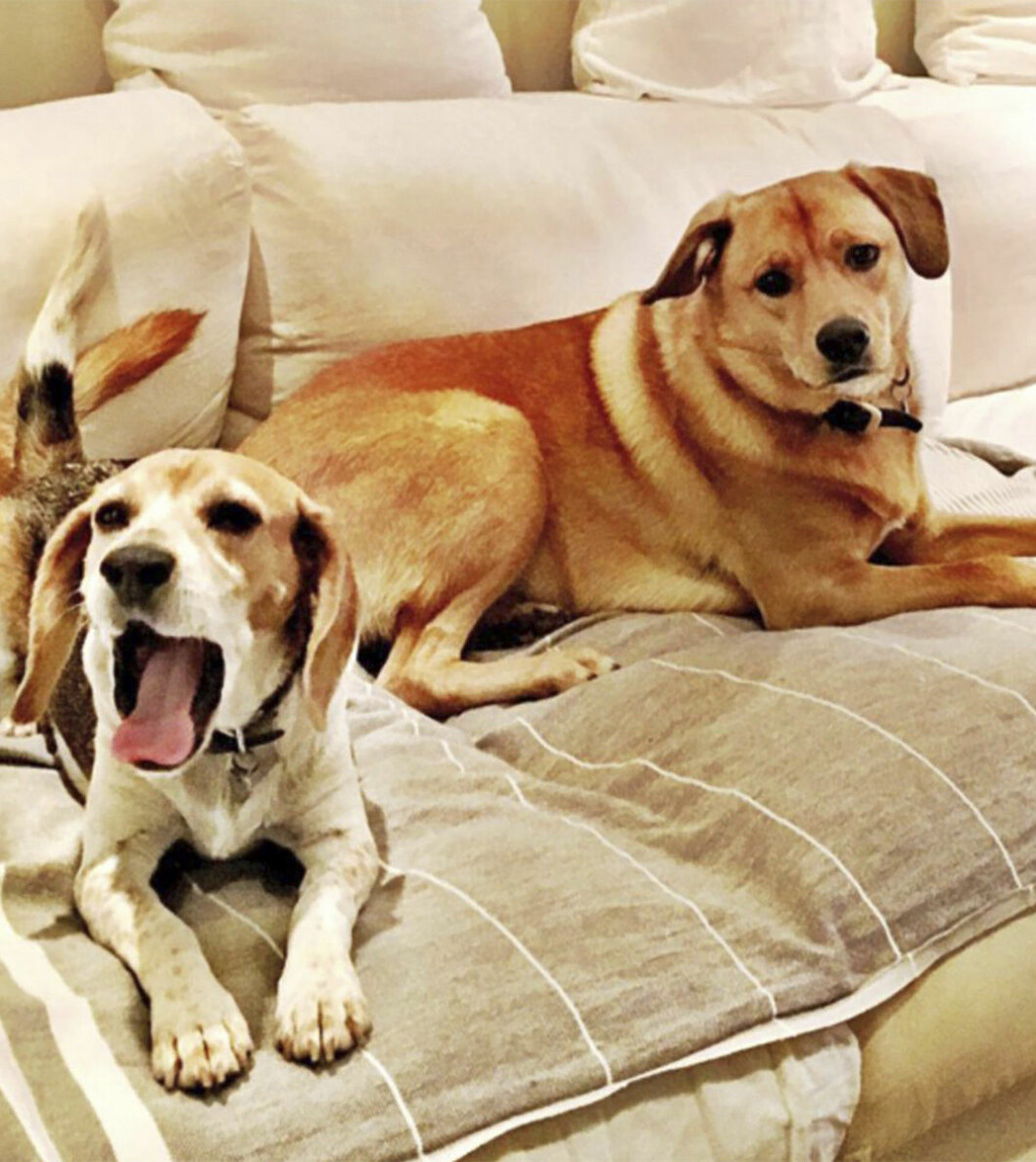 Meghans hundar, blandrasen Bogart som kommer från ett hundstall i Los Angeles och beaglen Guy som hittades i en skog i Kentucky. Men det var bara Guy som fick följa med till London, Bogart blir kvar i Kanada hos en av Meghans vänner. Meghans hundar: blandrasen Bogart och beaglen Guy