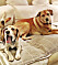 Meghans hundar: blandrasen Bogart och beaglen Guy