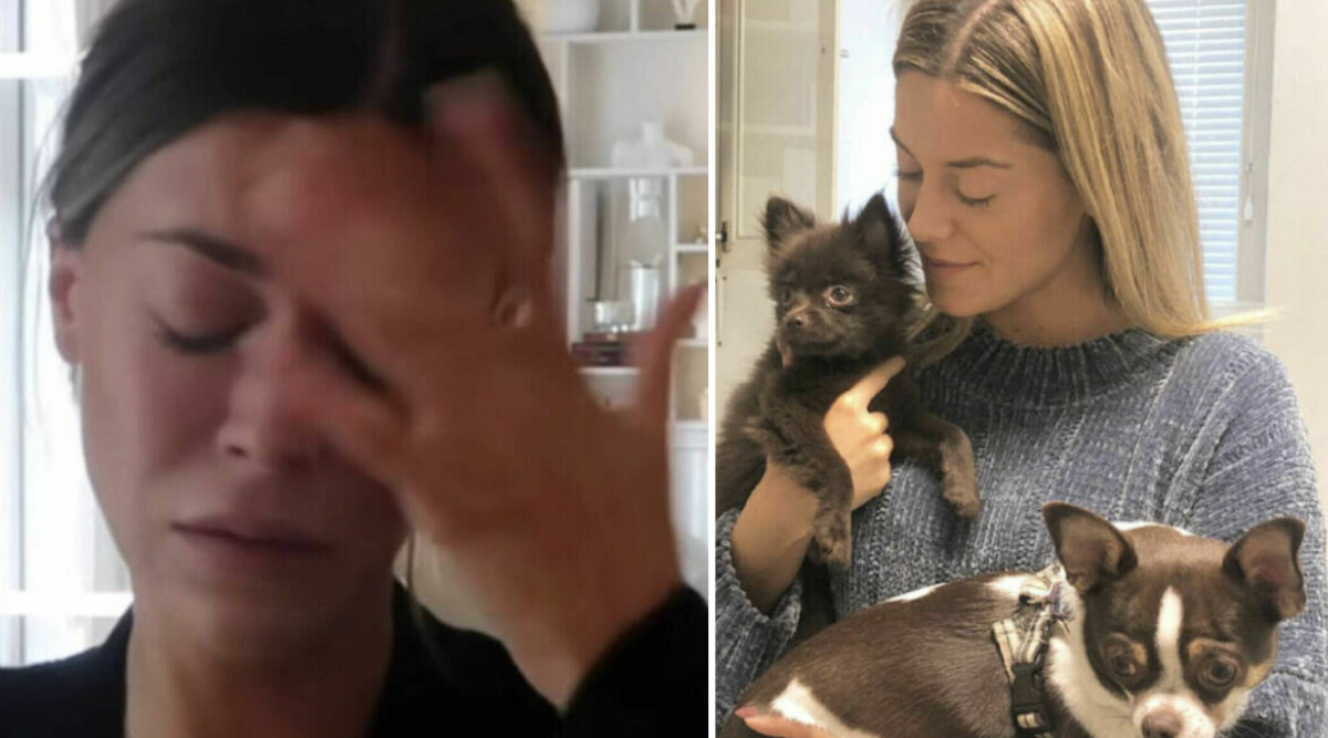 Bianca Ingrosso lämnade bort sina hundar – nu dyker de plötsligt upp på bild: "Shit"