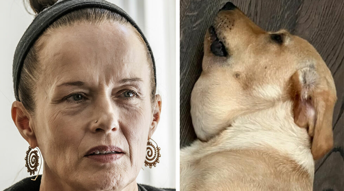 Malin Berghagens bild på sin hund får alla att reagera: ”Väldigt illa”