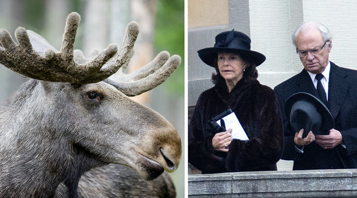 Älgattack mot kvinna utanför Drottningholms slott – Silvia informerad