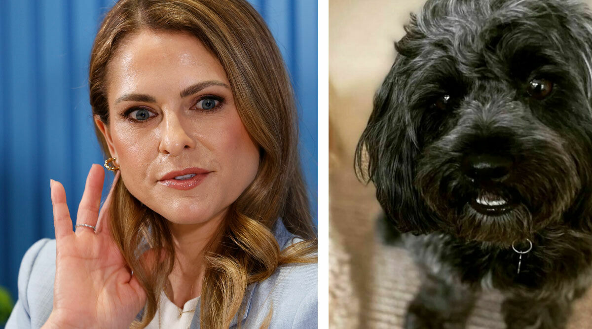 Stora gåtan – vad har hänt med Madeleines hund?