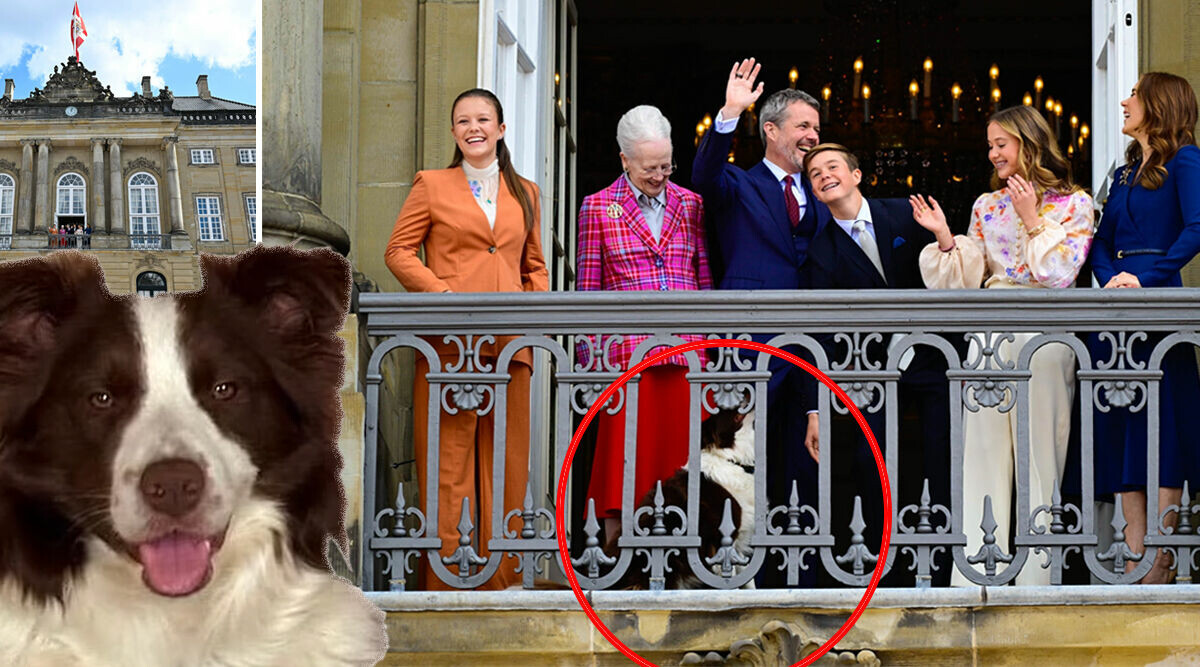 Oväntat när Frederik firades – här smiter hunden ut