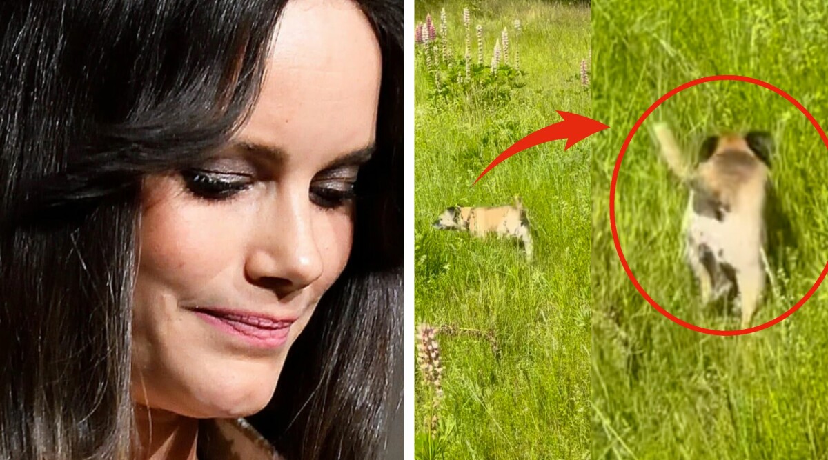 Prinsessan Sofias bild på 13-åriga hund Siri väcker starka känslor