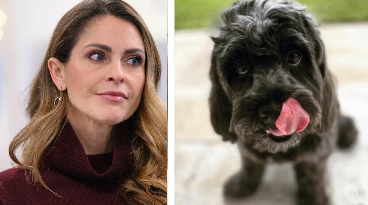 Madeleine och Chris omplacerat sin hund Oreo: ”Bor i nytt hem”
