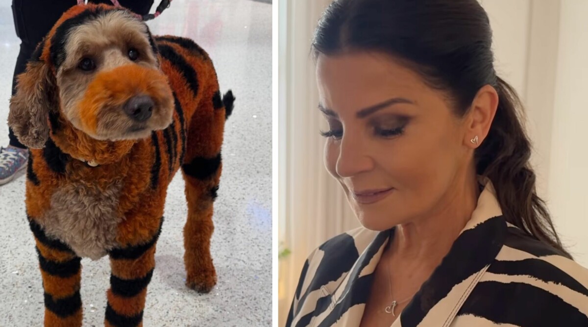 Följarna rasar efter Carolas bild på hunden: "Inte okej"