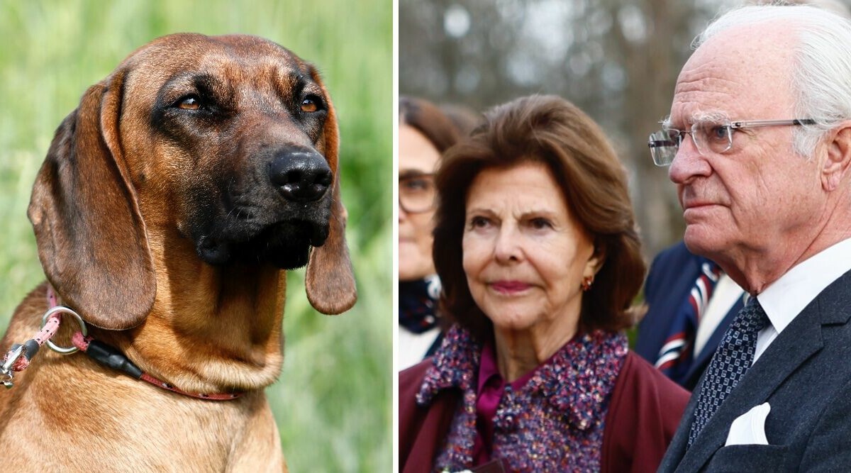 Kungaparets sorg – hunden Brandie död: ”Inte längre i livet”