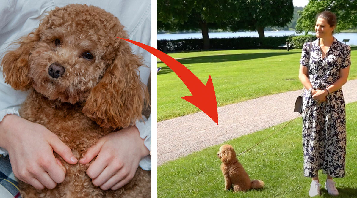 Kronprinsessan Victoria på hemligt uppdrag med hunden Rio – se bilderna!