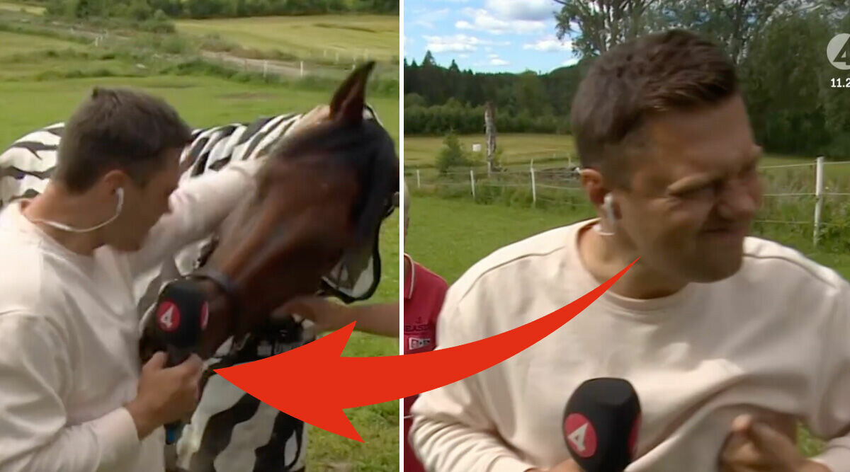 Här går hästen till attack i direktsändning – biter Nyhetsmorgon-reportern