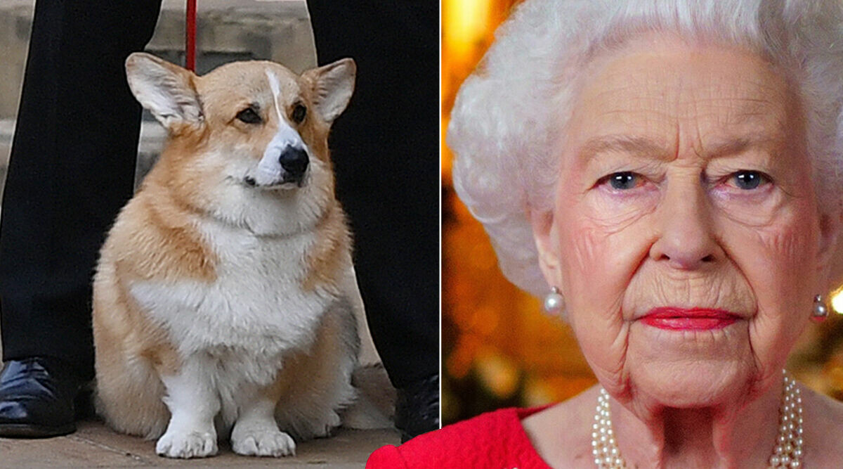 Nya bilden avslöjar: Så har det gått för drottning Elizabeths corgis