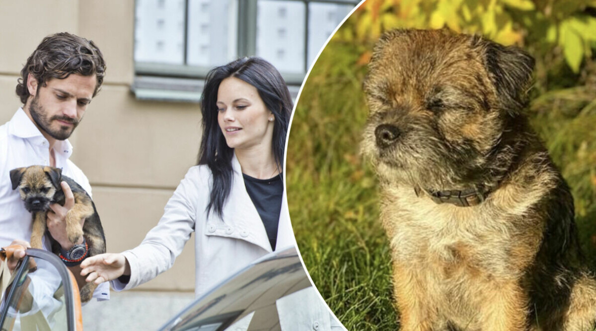 Prinsparets nya bild förvirrar - efter hunden Siris frånvaro