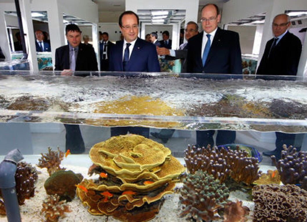 albert-hollande-ibl