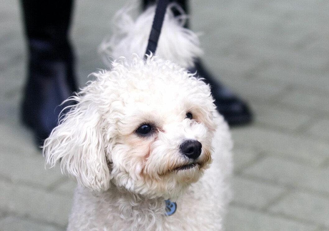 Gammelhunden Apple, också en bichon frisé. Prinsessan Maries gammelhund Apple var också en bichon frisé.