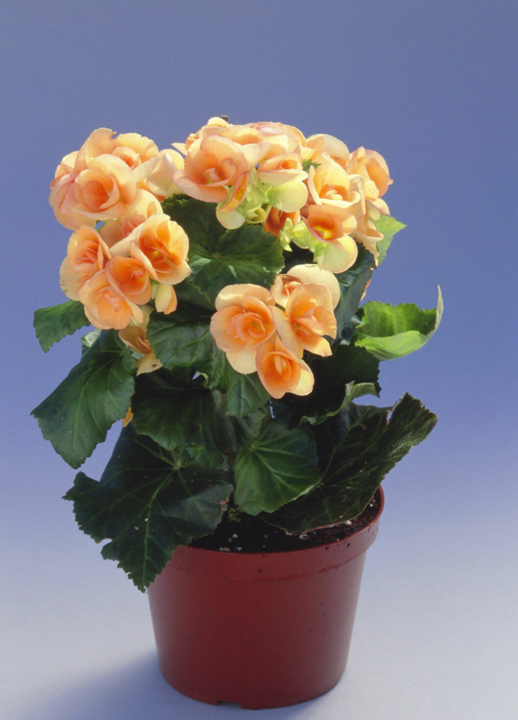 BEGONIA - IN POT Foto: Ardea / IBL Bildbyrå