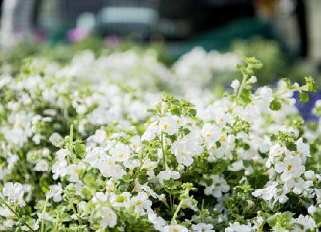blommor-2-ibl