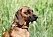 Kungens vovve Brandie är en bayersk viltspårhund. Hon fyller fem år på självaste nationaldagen.