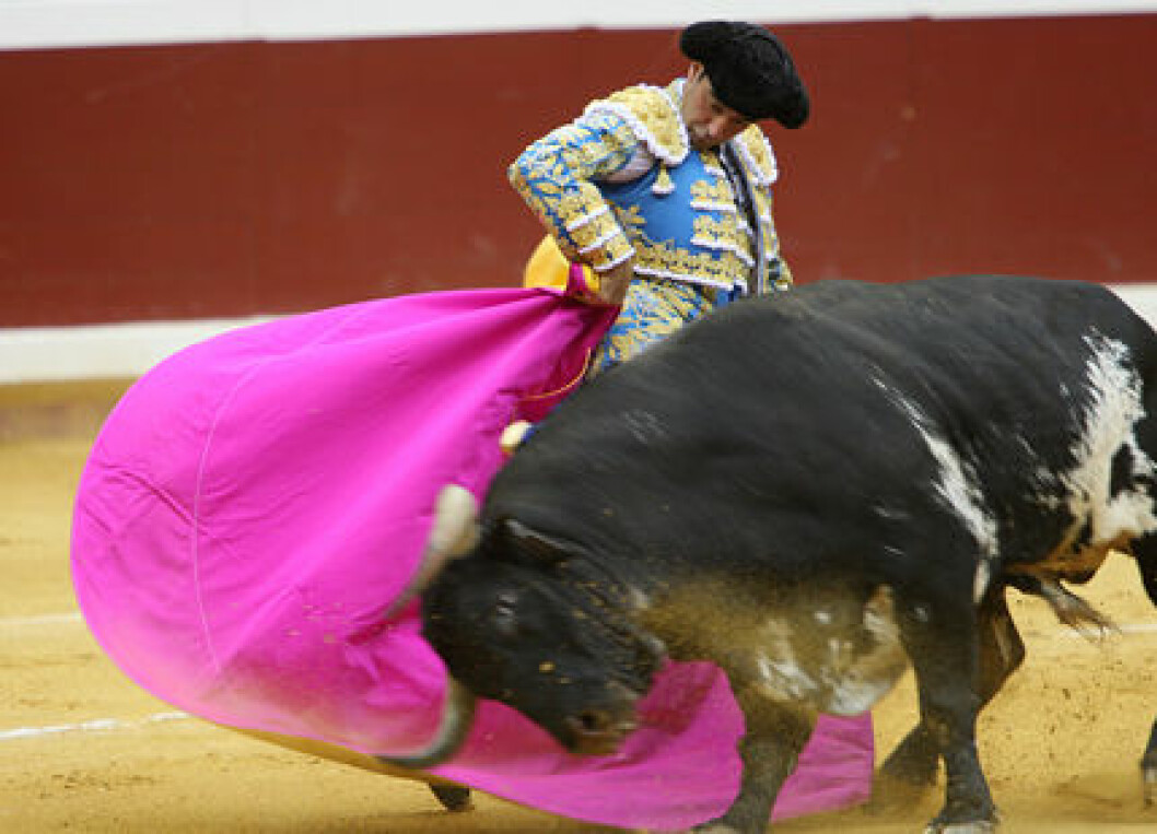 Bull-fight-ste