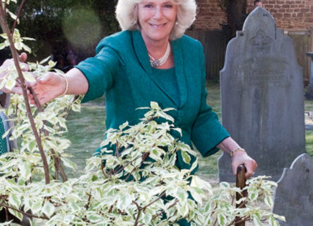 Camilla-2