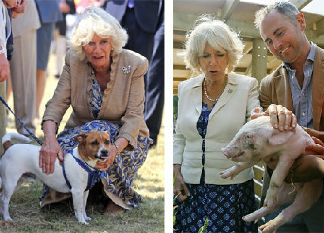 camilla-gris-ste