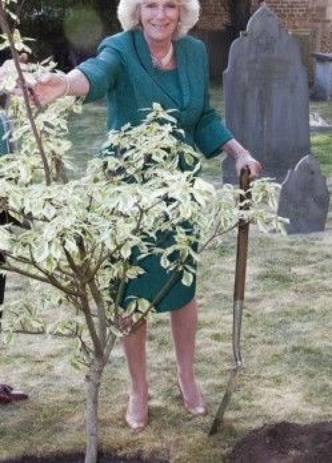 Wedding Cake Tree Stolen