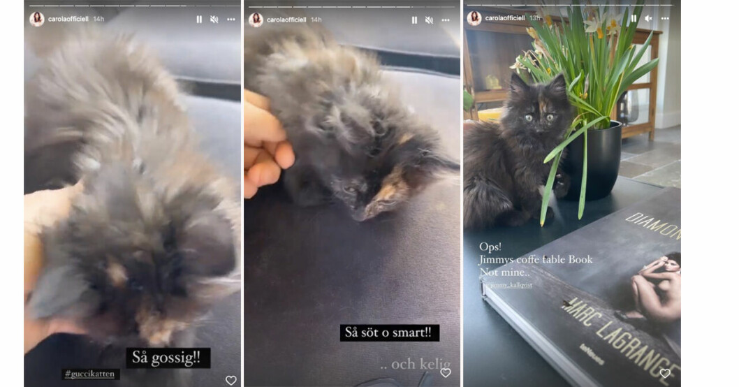 Carola Häggkvist visar upp sin katt – och råkar få med en avklädd bild... Katten Gucci