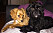 Två cavapoo-hundar, samma ras som Victorias hund Rio