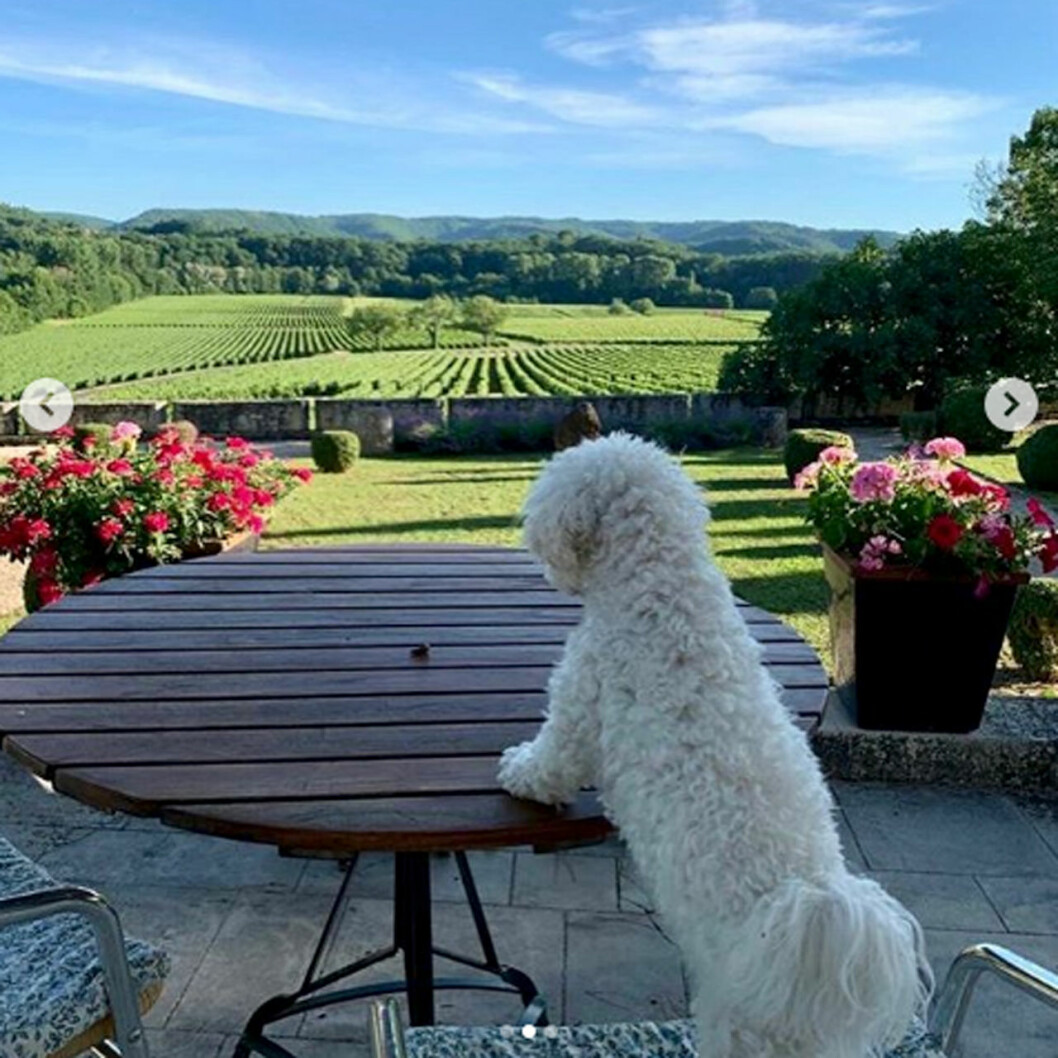 Familjens hund Cerise spanade in reviret. Prinsessan Maries hund
