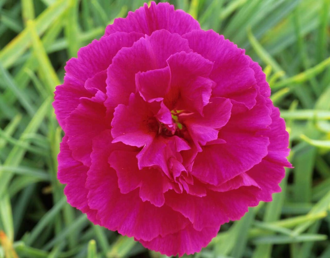 Prins Charles älsklingsnejlika Dianthus Devon Wizard i närbild. Prins Charles älsklingsnejlika Dianthus Devon Wizard i närbild.