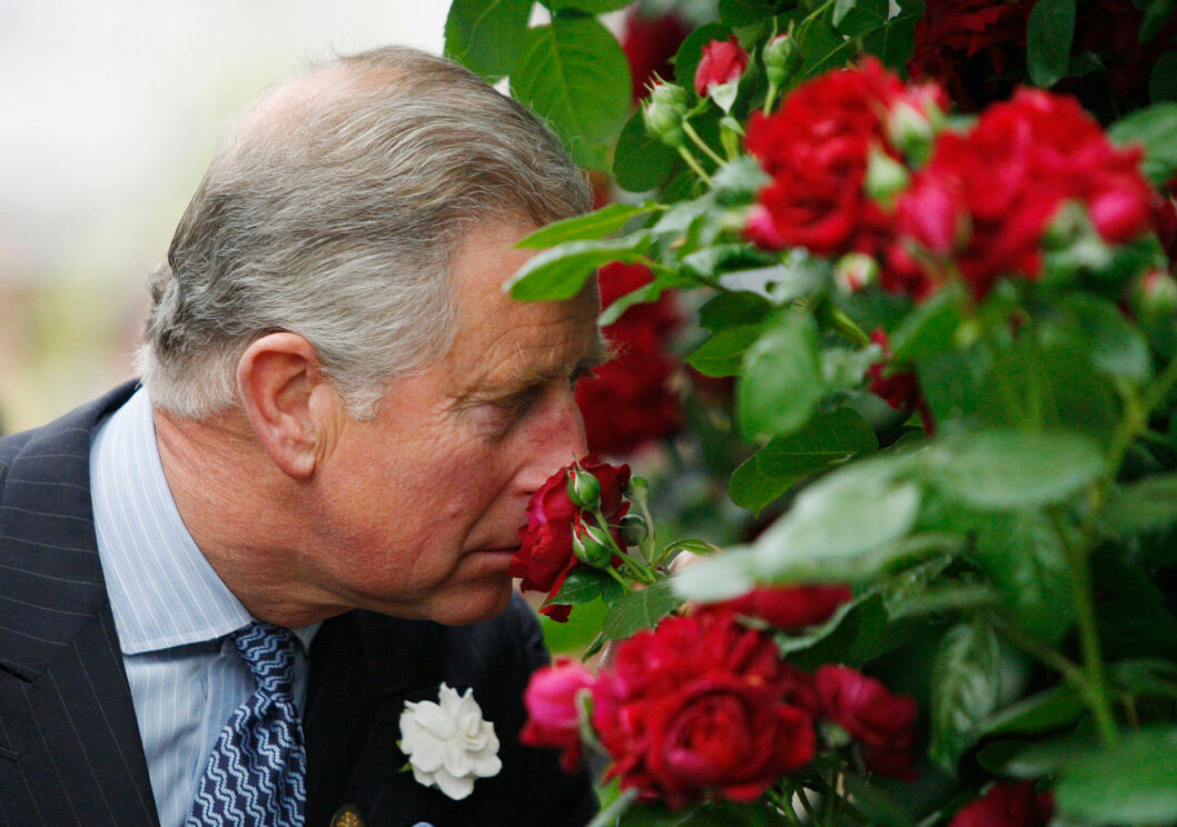 Prins Charles luktar på rosorna.
