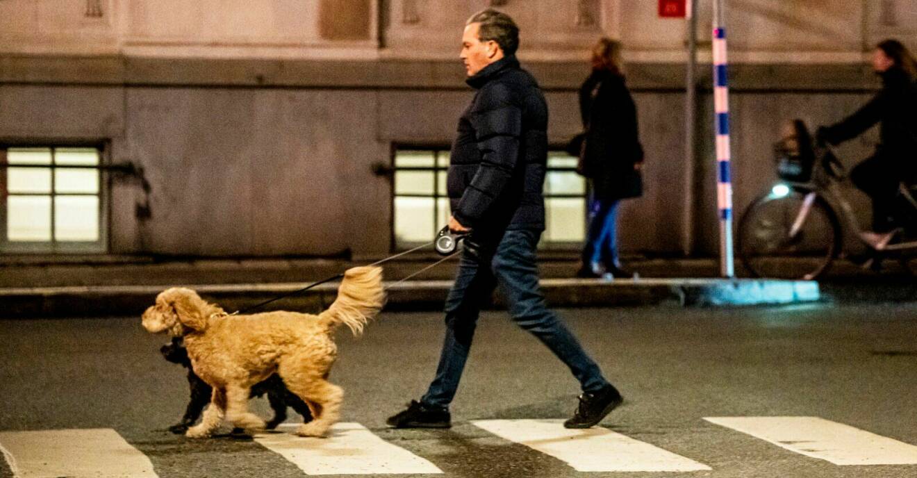 Chris O'Neill på promenad på Östermalm i Stockholm med hundarna Teddy och Oreo