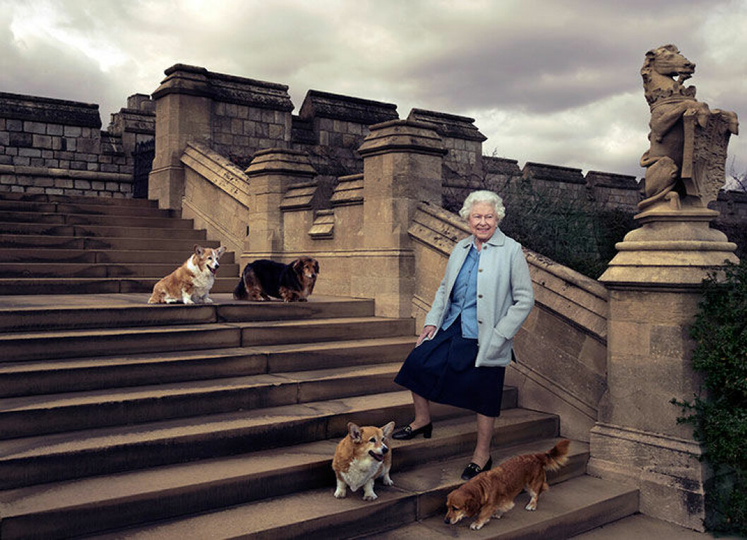 corgies