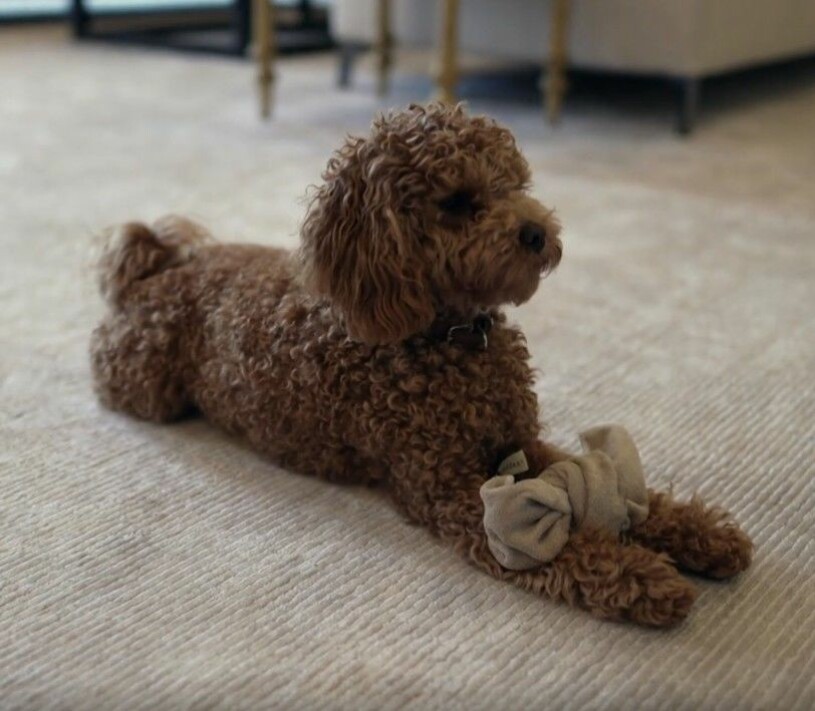 En bild av Rios hundliv hemma på Haga, från SVT:s Året med kungafamiljen. Hunden Rio cavapoo Haga Slott Kronprinsessan Victorias hund