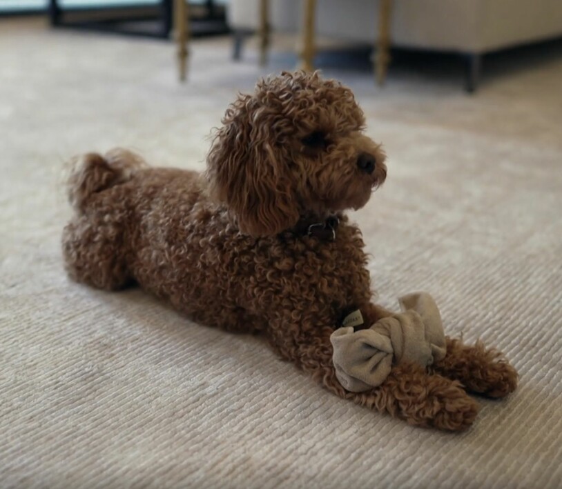 Den nya bilden på kronprinsessan Victorias cavapoo Rio hemma på mattan på Haga slott. Bästa leksaken ser ut att vara en hopknuten strumpa!