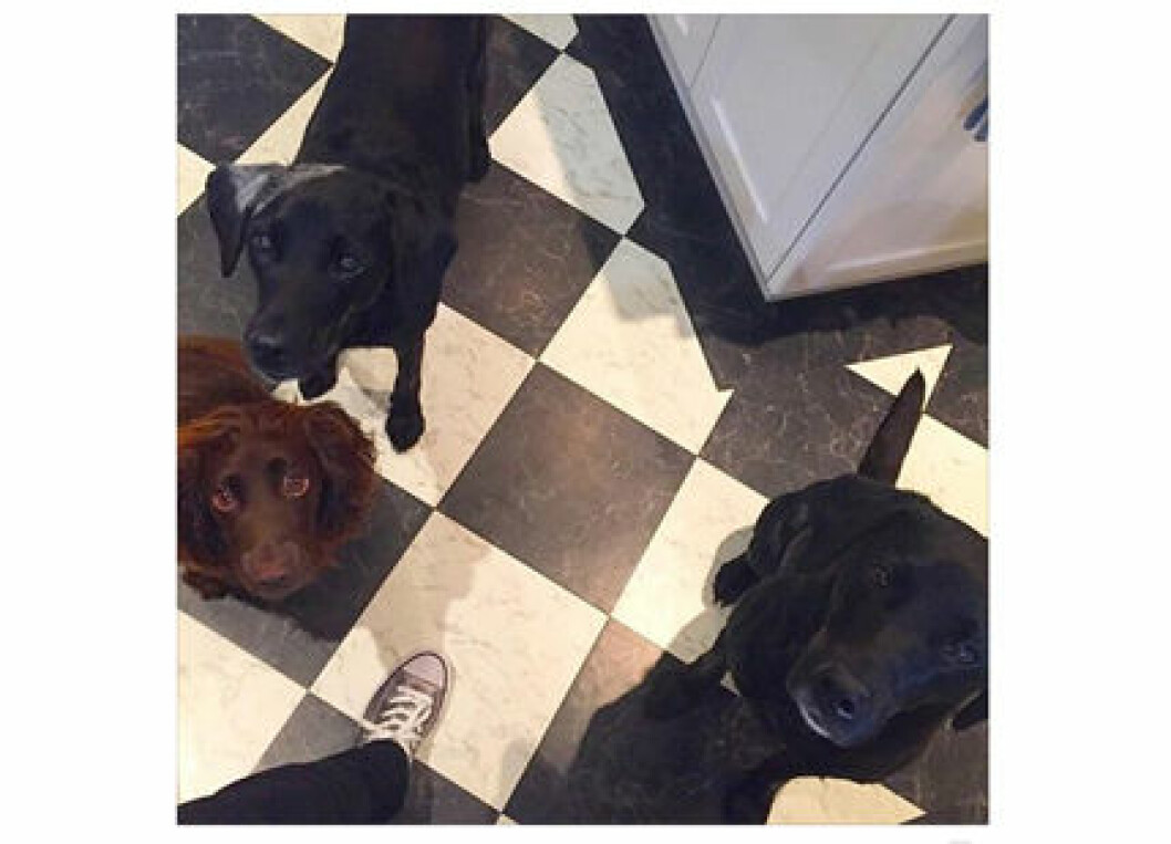 dogs-carina-axelsson