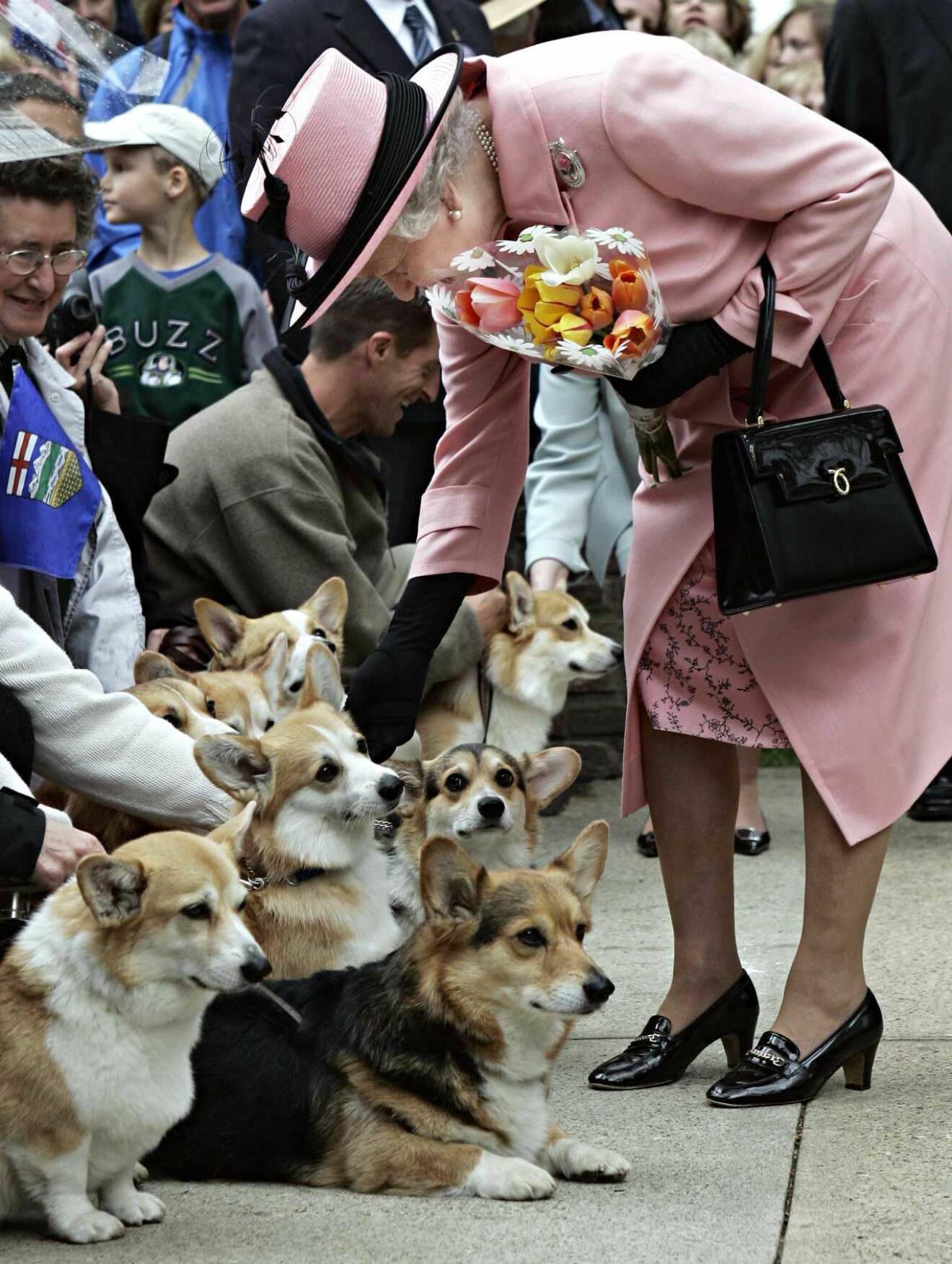 Drottning Elizabeth älskar hundar.