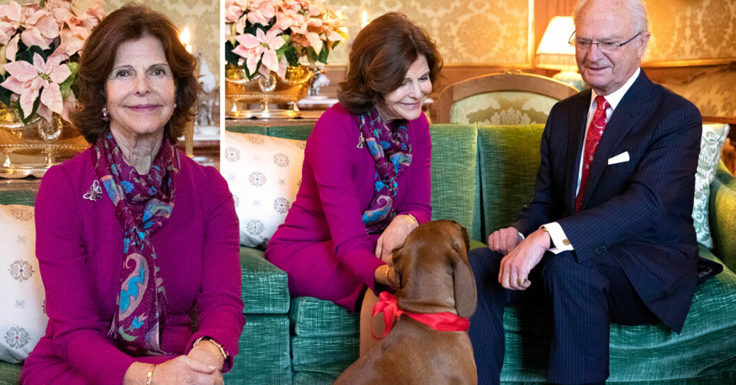 77 år i dag. Grattis drottningen! Drottning Silvia Drottningen Kungen Hunden Brandie Bayerskt viltspårhund Förlovningssoffan Kungliga slottet