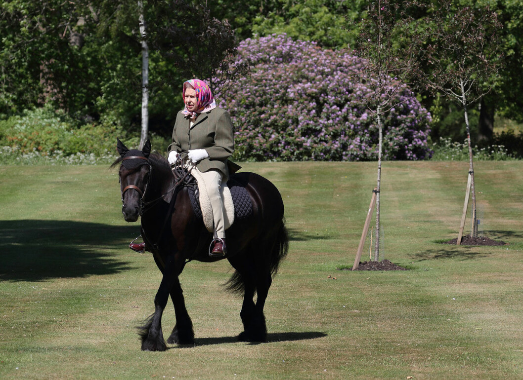 Frihet! Och syrenerna blommade. Drottning Elizabeth rider på Windsor 2020