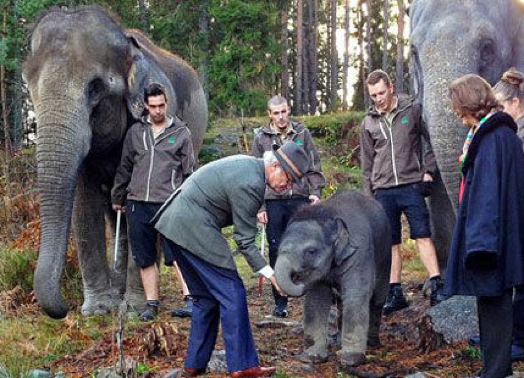 Elefant
