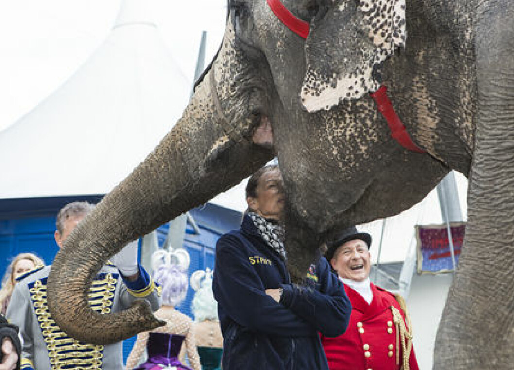 Elefant