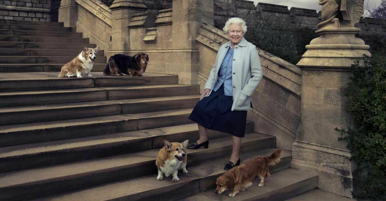 Drottning Elizabeth med sina hundar på Windsor Castle.