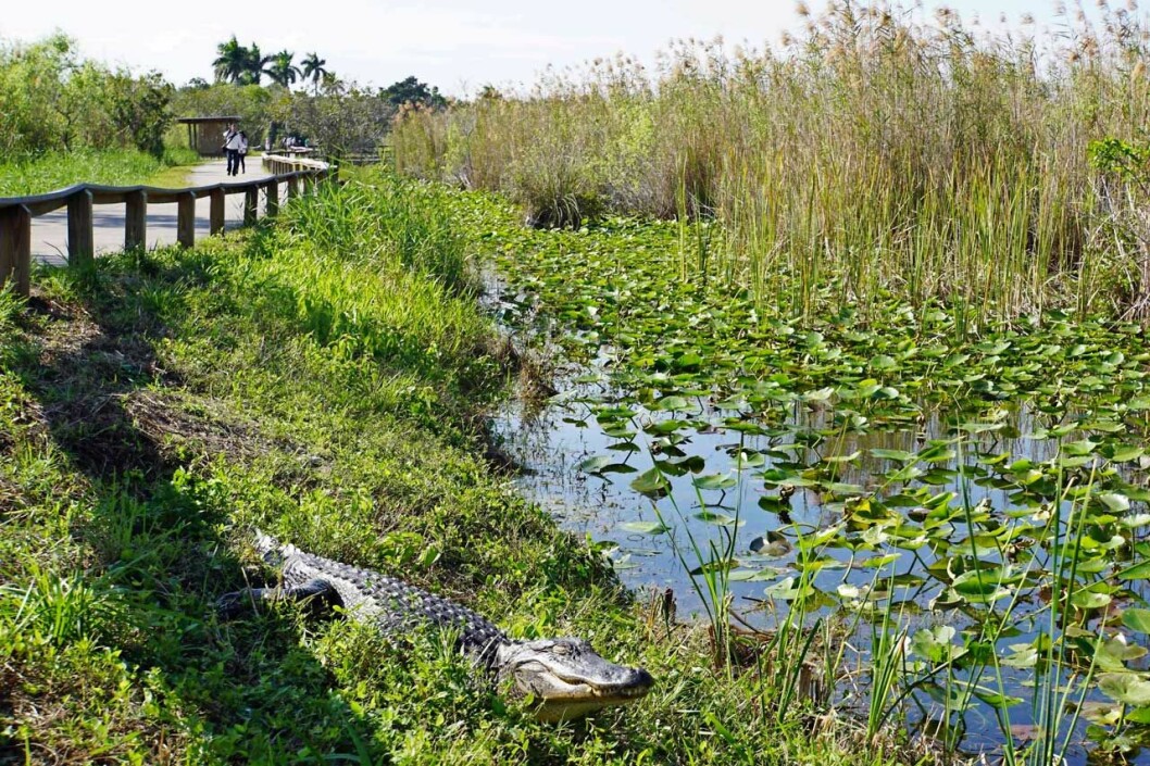 Everglades nationapark återfinns på UNESCO:s världsarvslista. Everglades nationapark återfinns på UNESCO:s världsarvslista