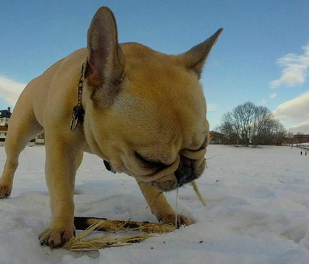 Frans-Bulldog-instagram