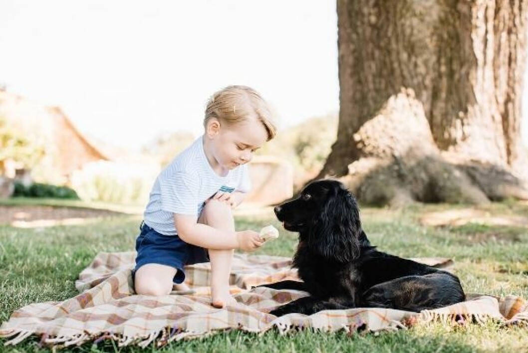 Prins George matar familjens hund Lupo med glass. Prins George sitter på en filt utomhus och matar familjens hud Lupo med glass.