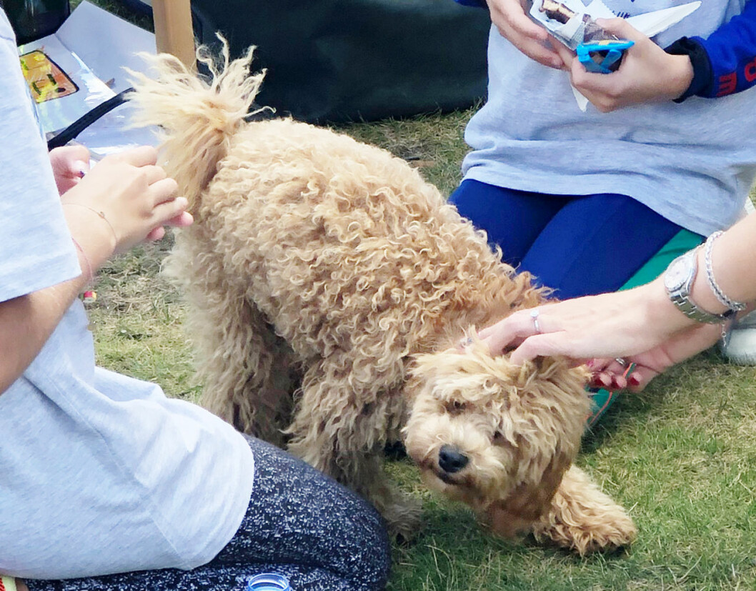 …och så här ser han ut i dag. Victorias cavapoo Rio