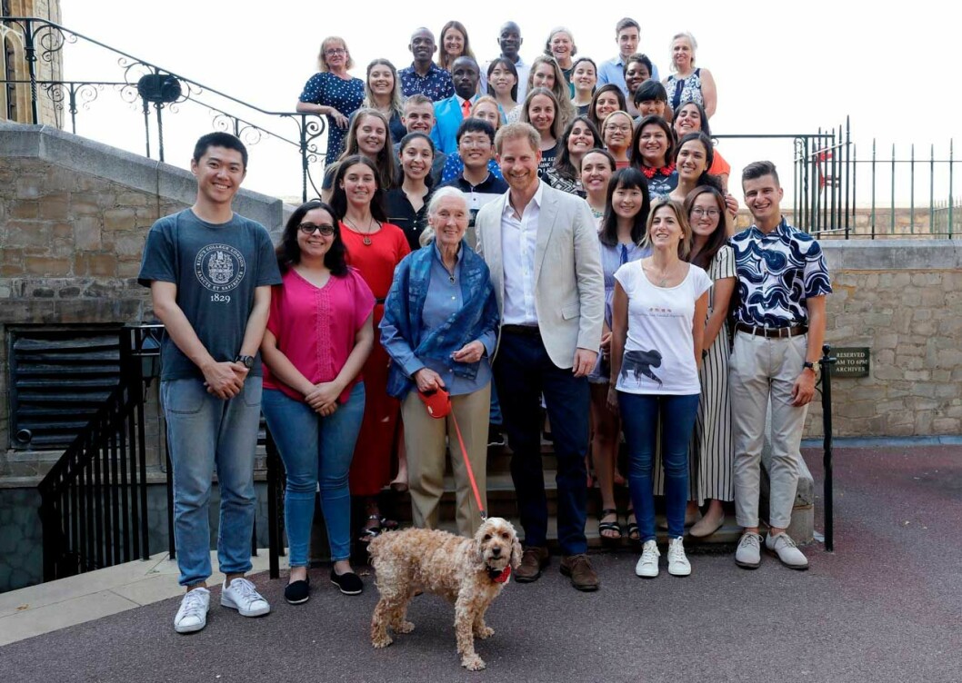 prins Harry möte Jane Goodall