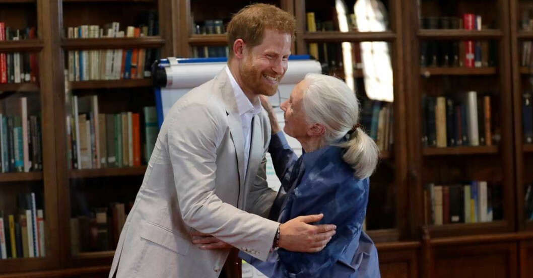 prins Harry Jane Goodall