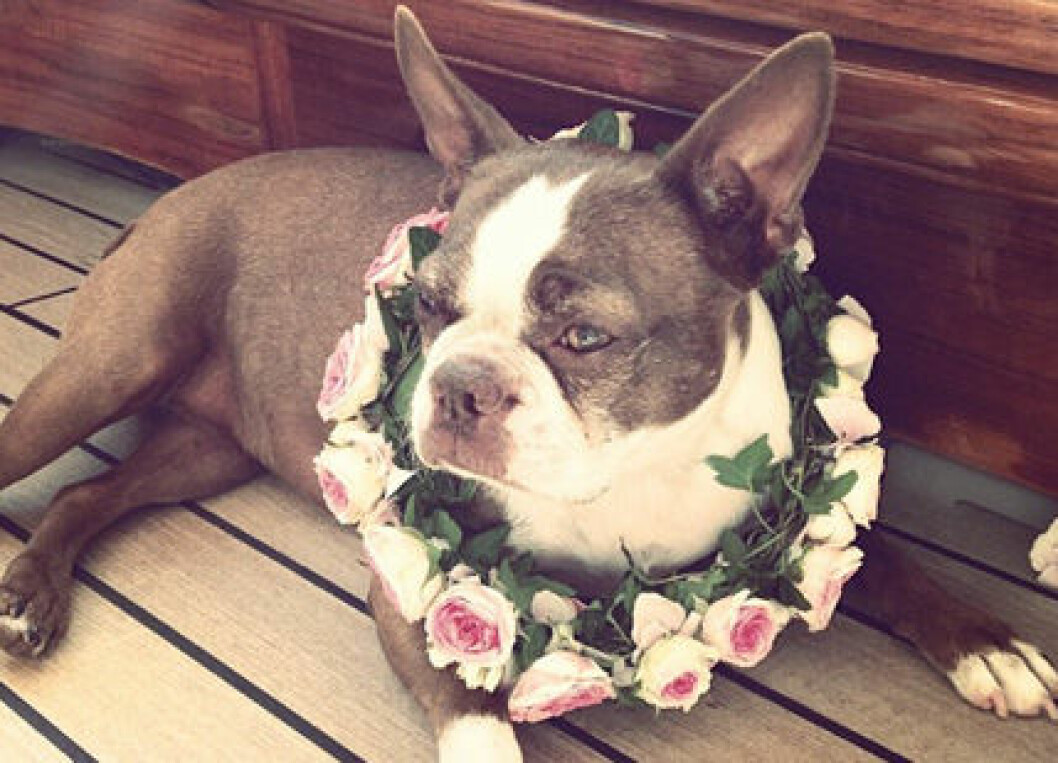hund-instagram