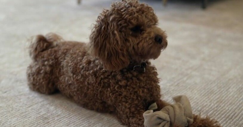 Här hänger hunden Rio hemma på Haga slott! Hunden Rio