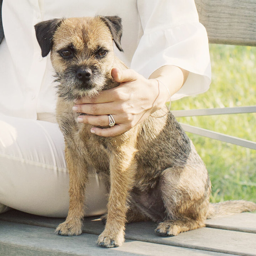 Kungliga borderterriern Siri har finaste stamtavlan. Hunden Siri border terrier prinsessan Sofia prins Carl Philip