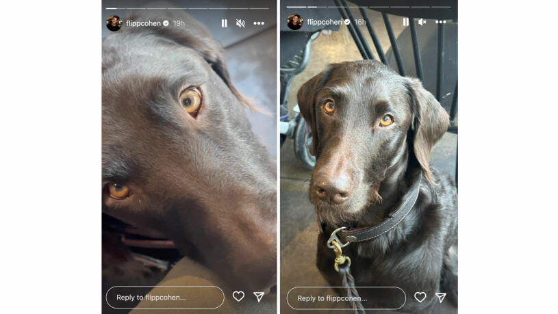 Nya bilder på Phillipe Cohens pälskling, Ted. Phillipe Cohens hund Ted